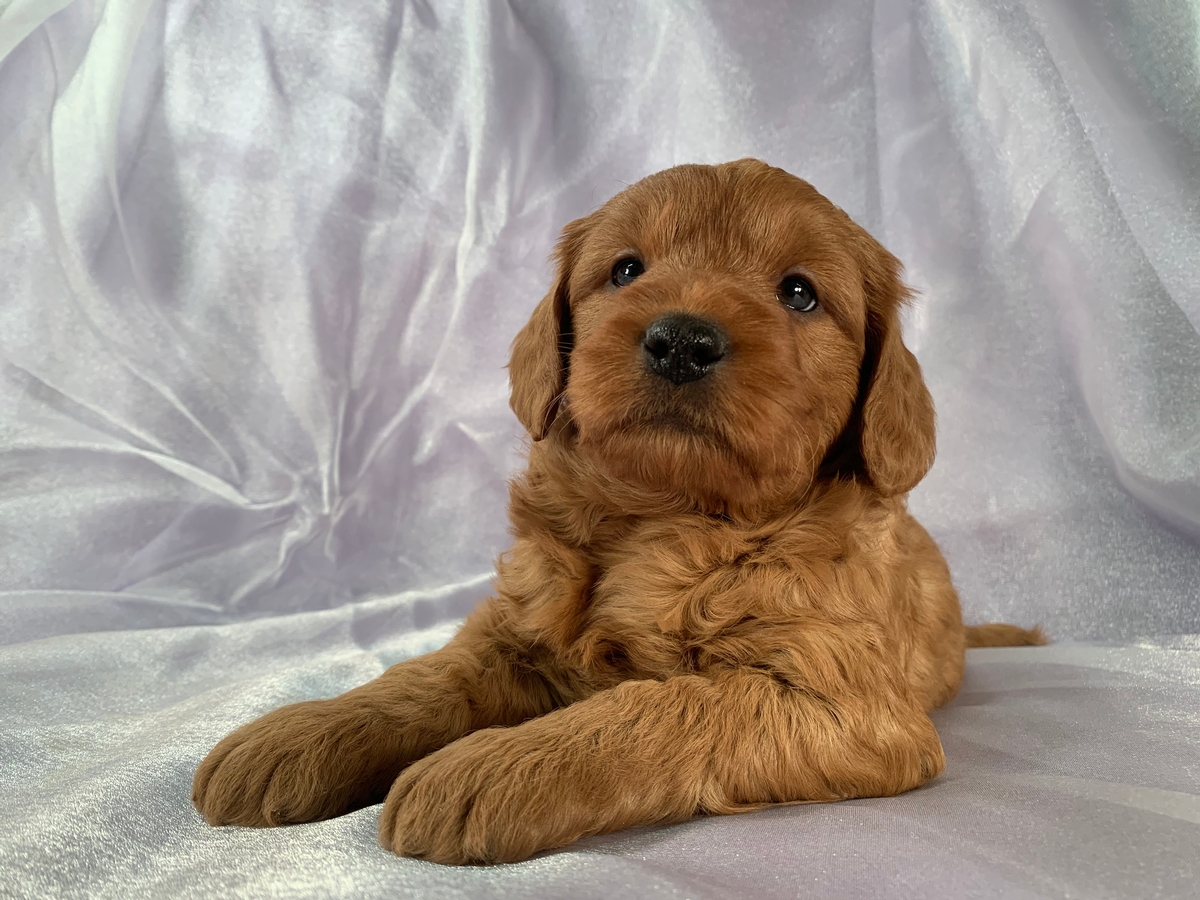 Female F1 Miniature Goldendoodle Puppy For Sale in Iowa, DOB 1-10-2020, $1800